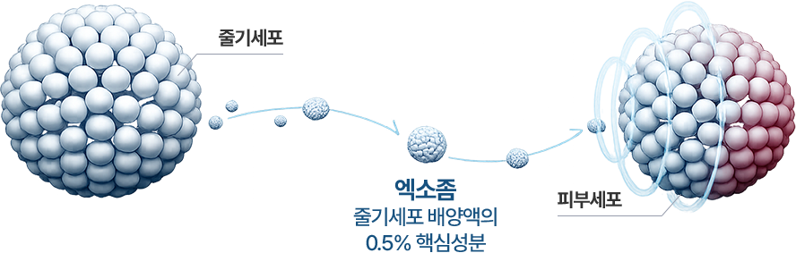 엑소좀 - 줄기세포 배양액의 0.5% 핵심성분