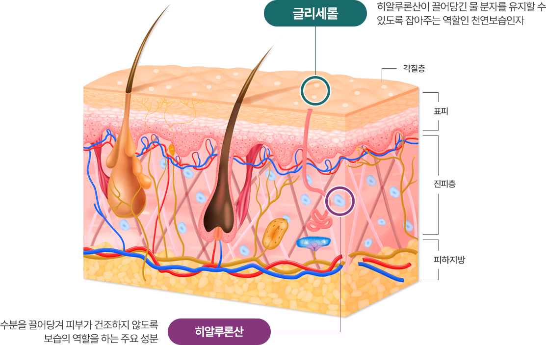 글리세롤 - 히알루론산이 끌어당긴 물 분자를 유지할 수 있도록 잡아주는 역할인 천연보습인자 | 히알루론산 - 수분을 끌어당겨 피부가 건조하지 않도록 보습의 역할을 하는 주요 성분